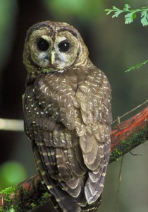 Northern Spotted owl - public domain - cropped